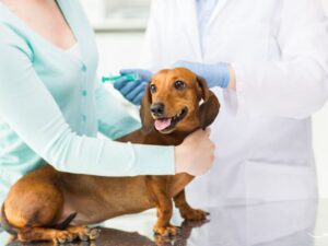 Puppy Vaccination Record: Keeping Your Furry Friend Healthy